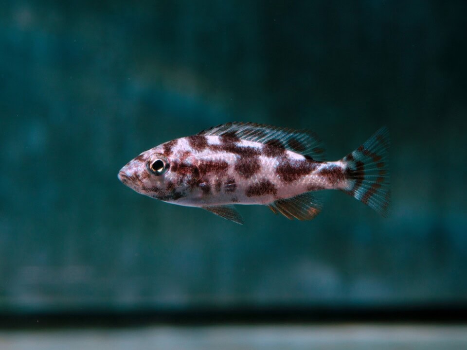 Nimbochromis livingstonii - Schläferbarsch, DNZ