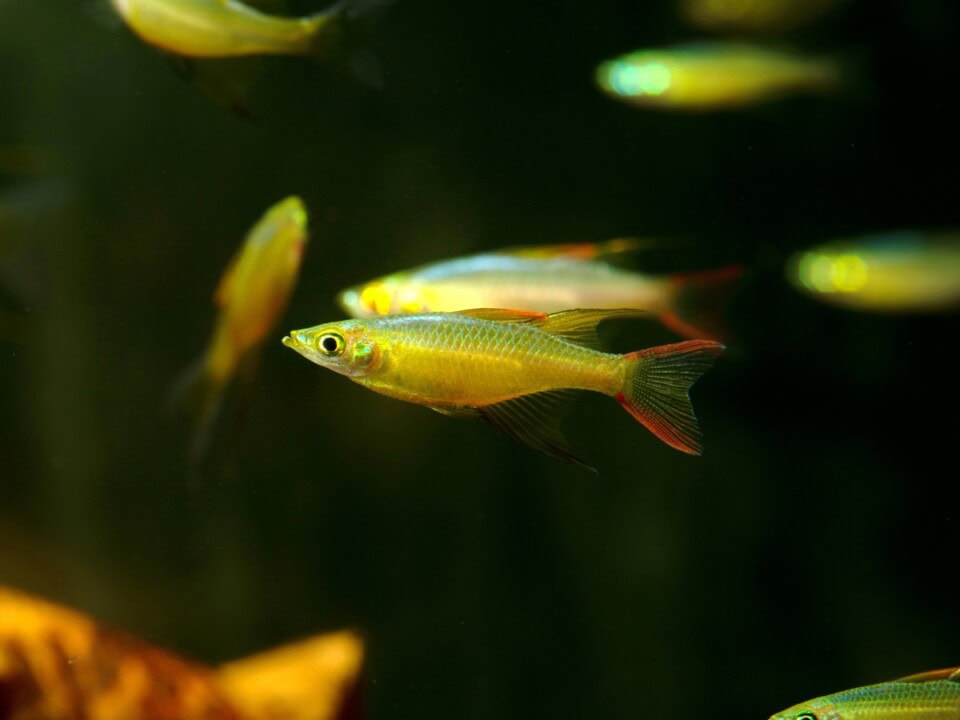 Iriatherina werneri - Pracht-Regenbogenfisch, NZ