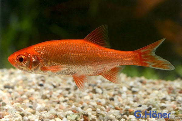 Scardinius erythrophthalmus – Goldrotfeder