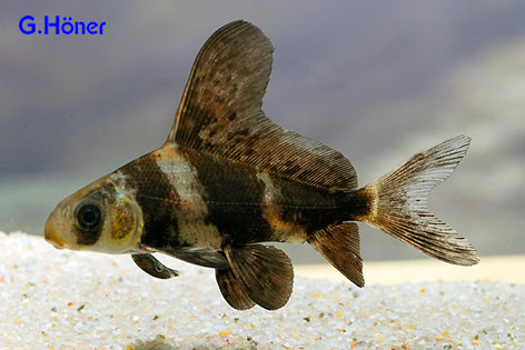 Myxocyprinus asiaticus – Wimpelkarpfen