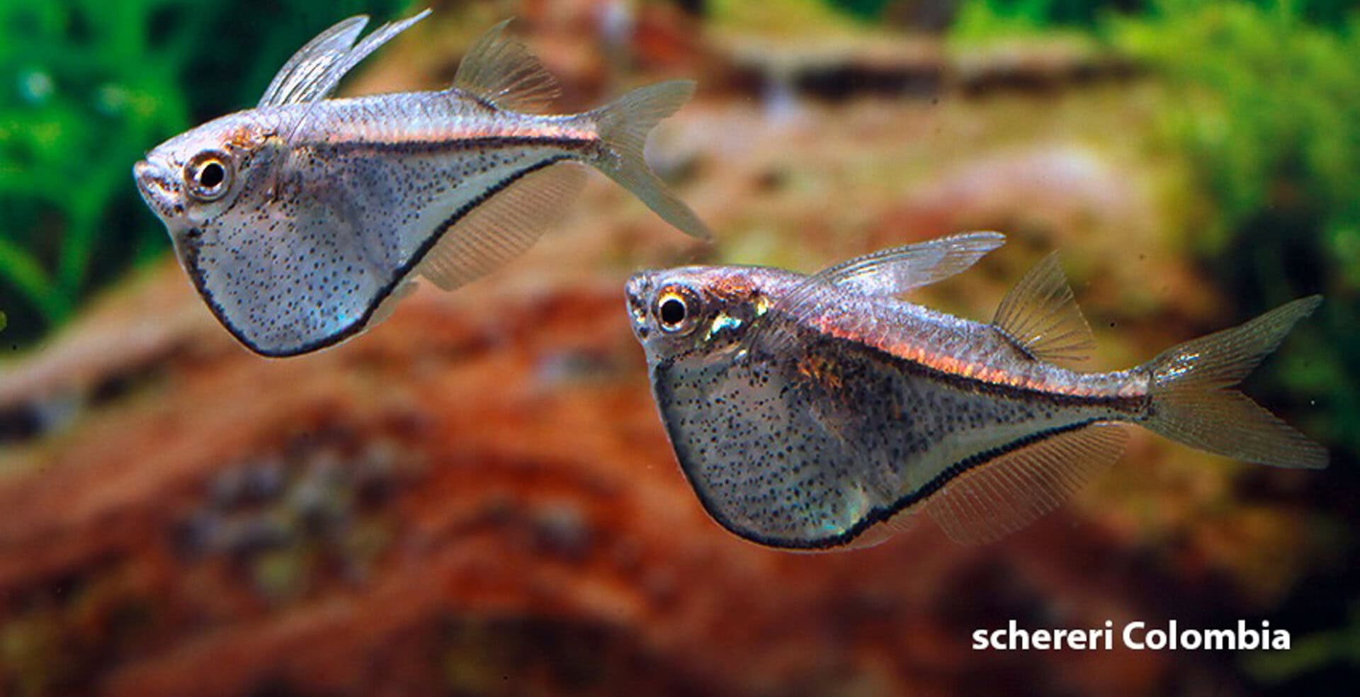 Schwarzschwingen Zwergbeilbäuche - Carnegiella marthae und C. schereri