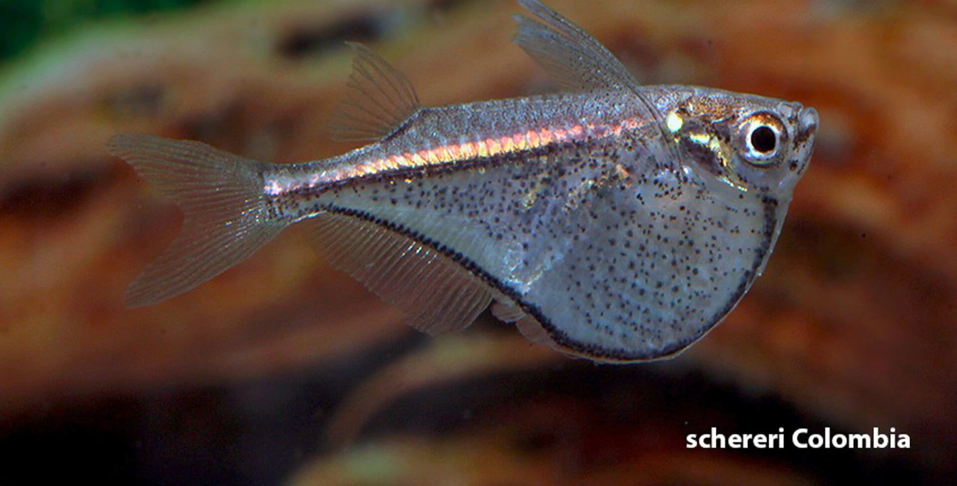 Schwarzschwingen Zwergbeilbäuche - Carnegiella marthae und C. schereri