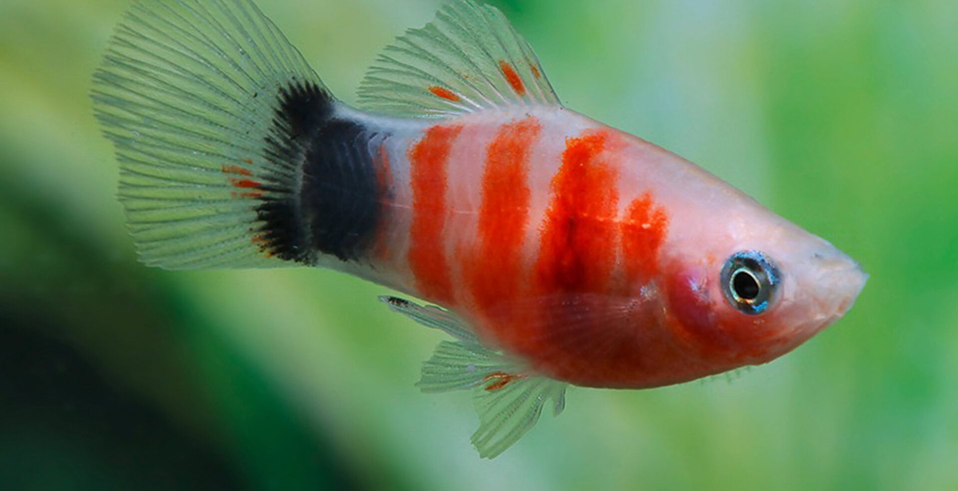 Xiphophorus maculatus - Platy Bleeding Heart Mickey Mouse