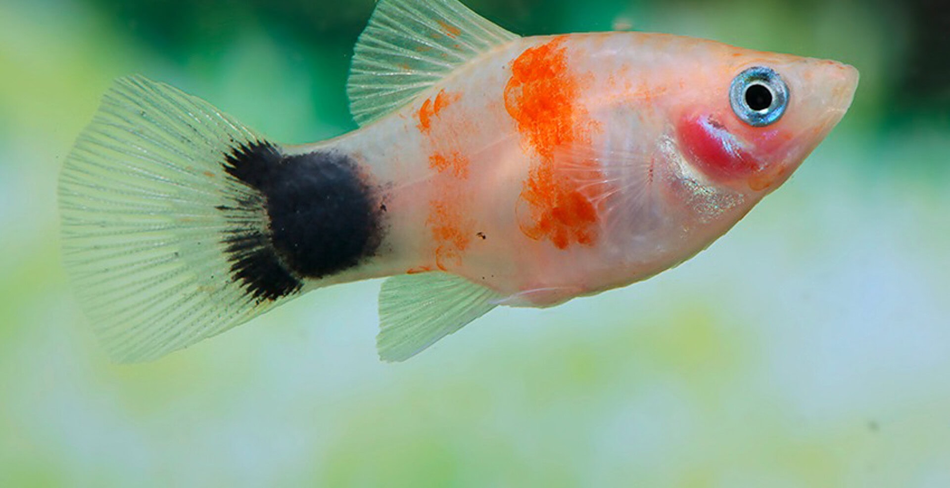 Xiphophorus maculatus - Platy Bleeding Heart Mickey Mouse