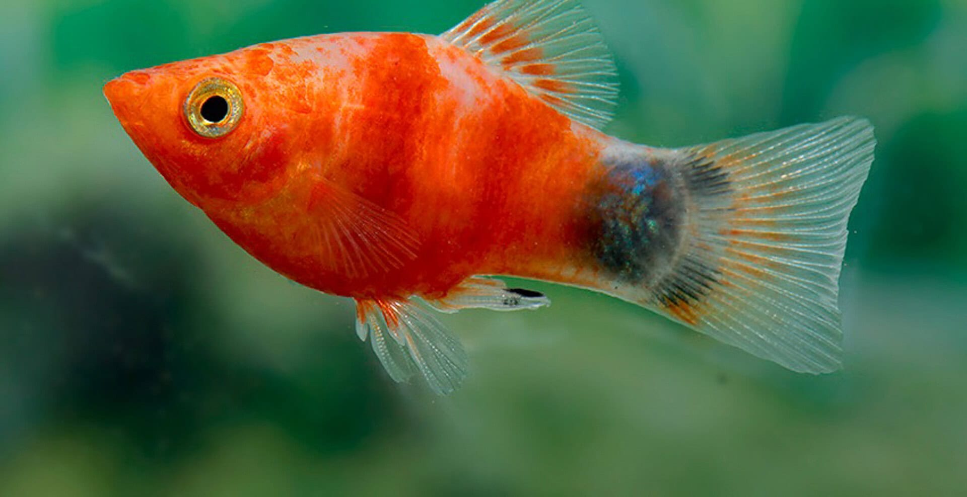 Xiphophorus maculatus - Platy Bleeding Heart Mickey Mouse