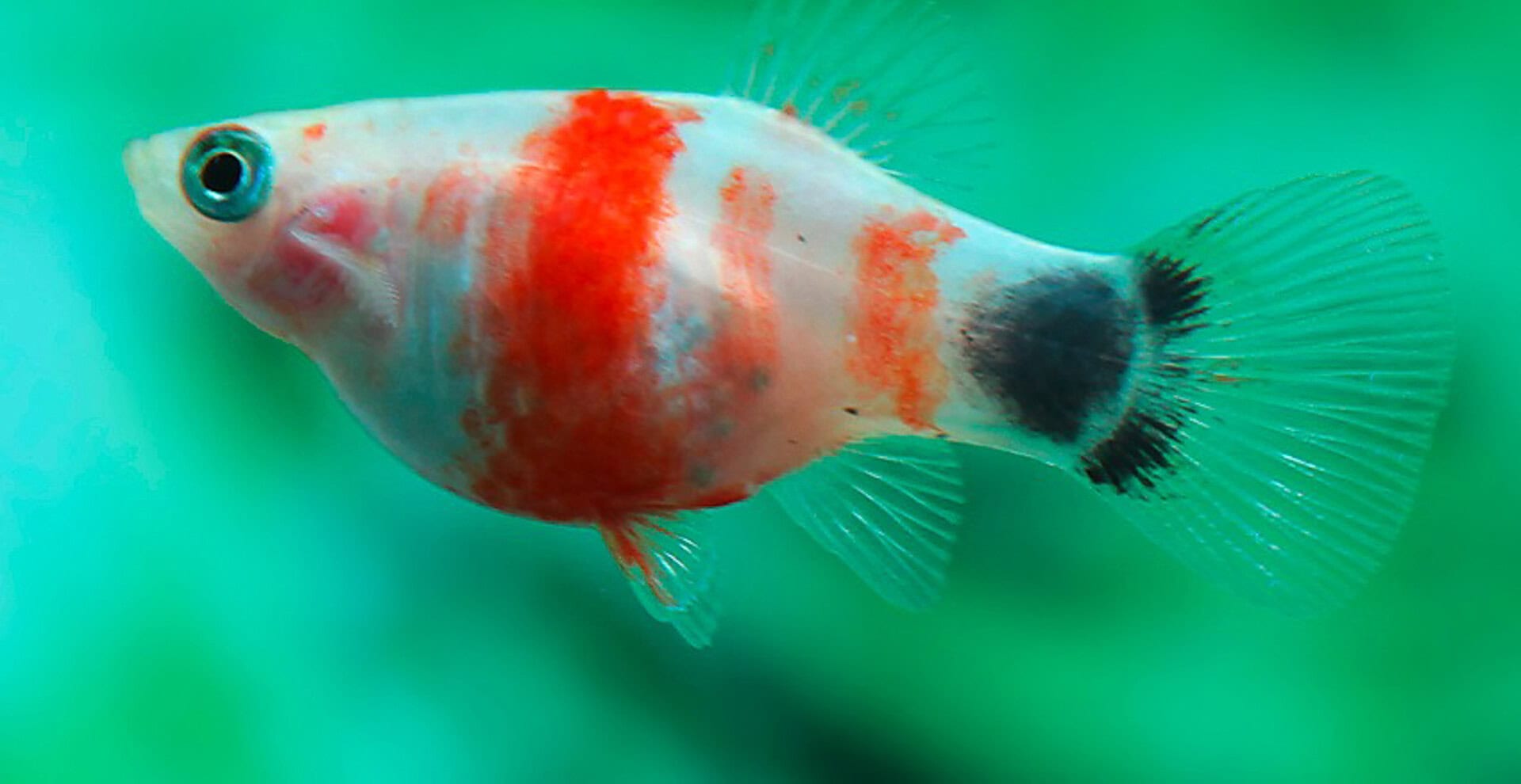 Xiphophorus maculatus - Platy Bleeding Heart Mickey Mouse