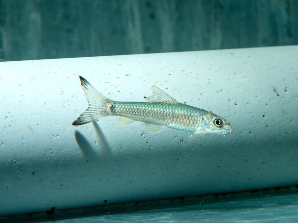 Garra sp. "Black Tip" - Schwarzspitzen-Algensaugbarbe, WF