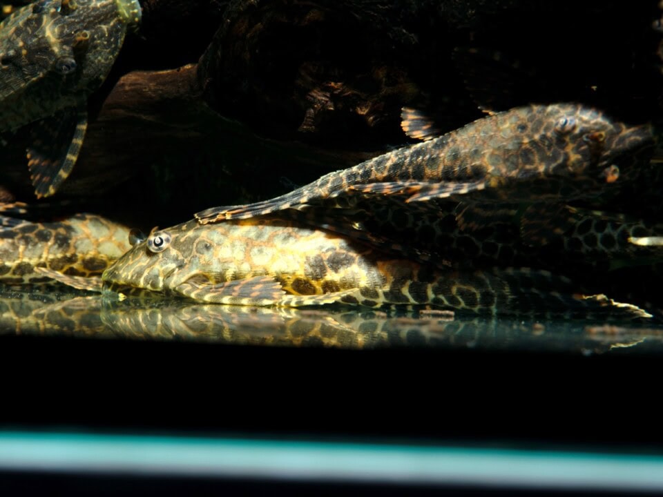 Pterygoplichthys gibbiceps - Wabenschilderwels, NZ