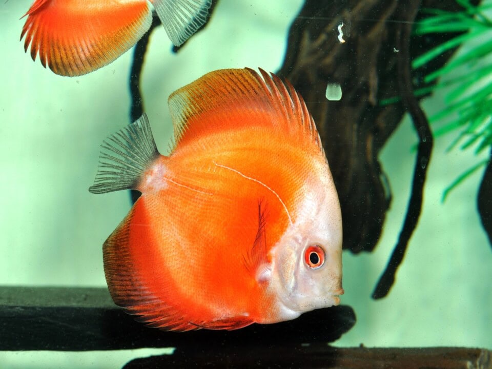 Symphys. aequifasciatus "Golden Rainbow" - Diskus-Golden-Rainbow, NZ-VNM