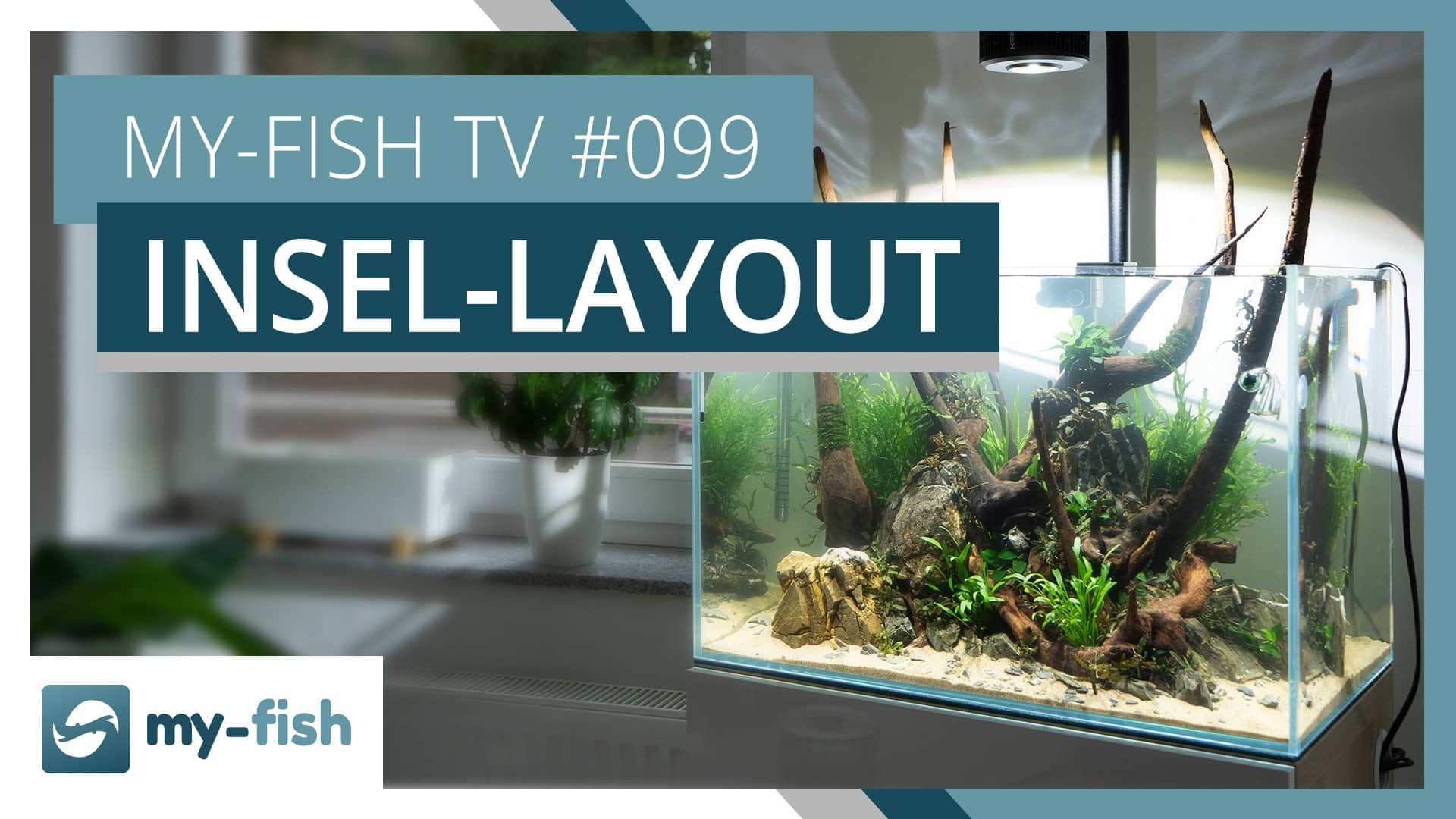 my-fish TV #099: Typische Aquariumlayouts – Die Insel