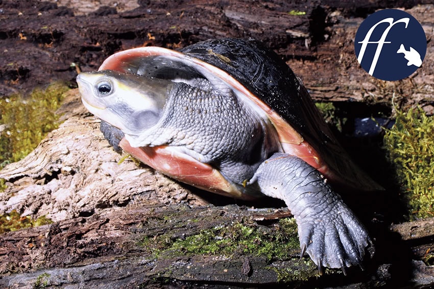 Der Hals wird bei Emydura S-förmig in den Panzer gezogen (Halswender-Schildkröte).