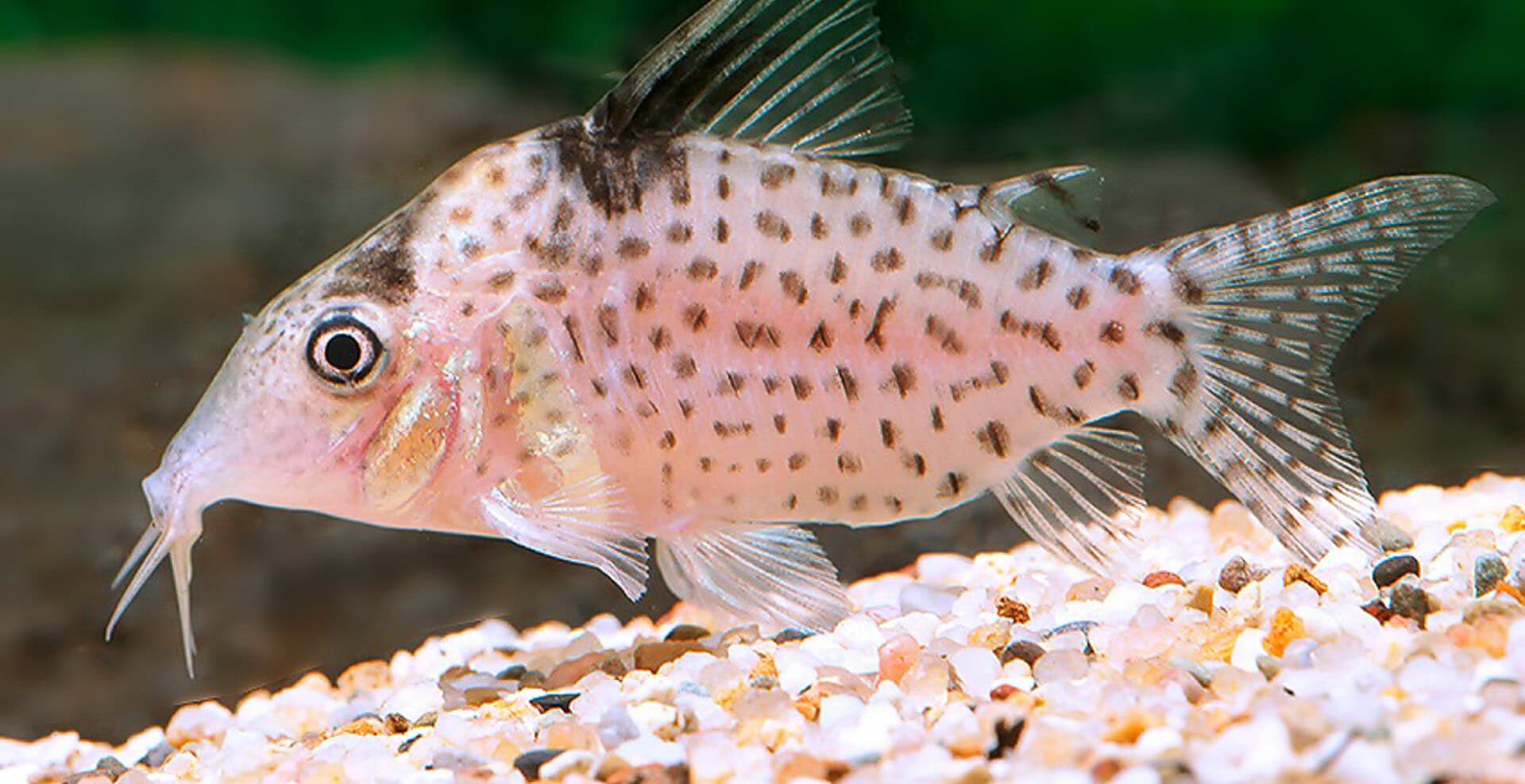 Corydoras ambiacus