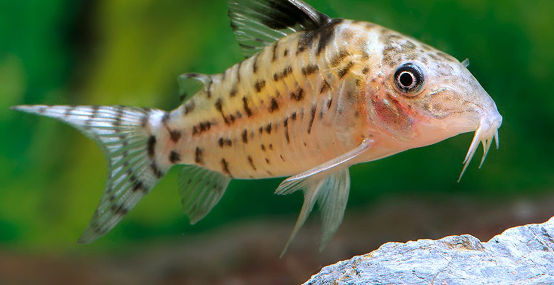 Corydoras ambiacus