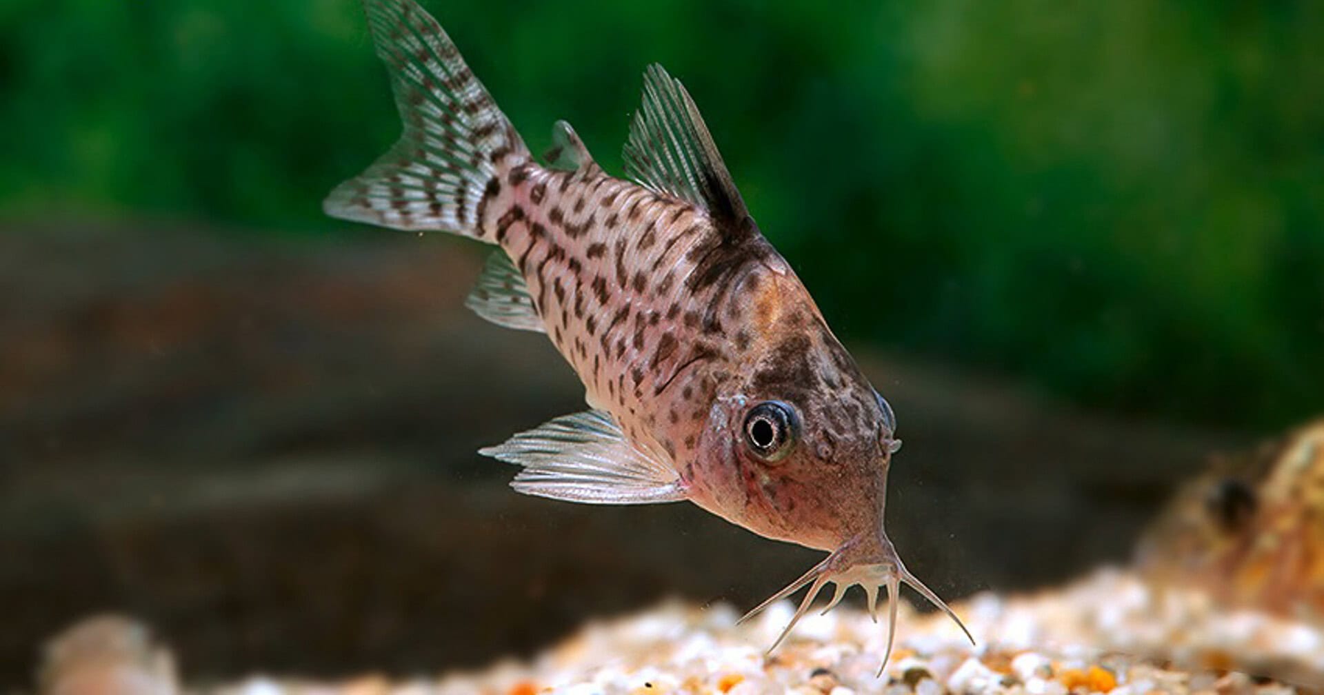 Corydoras ambiacus