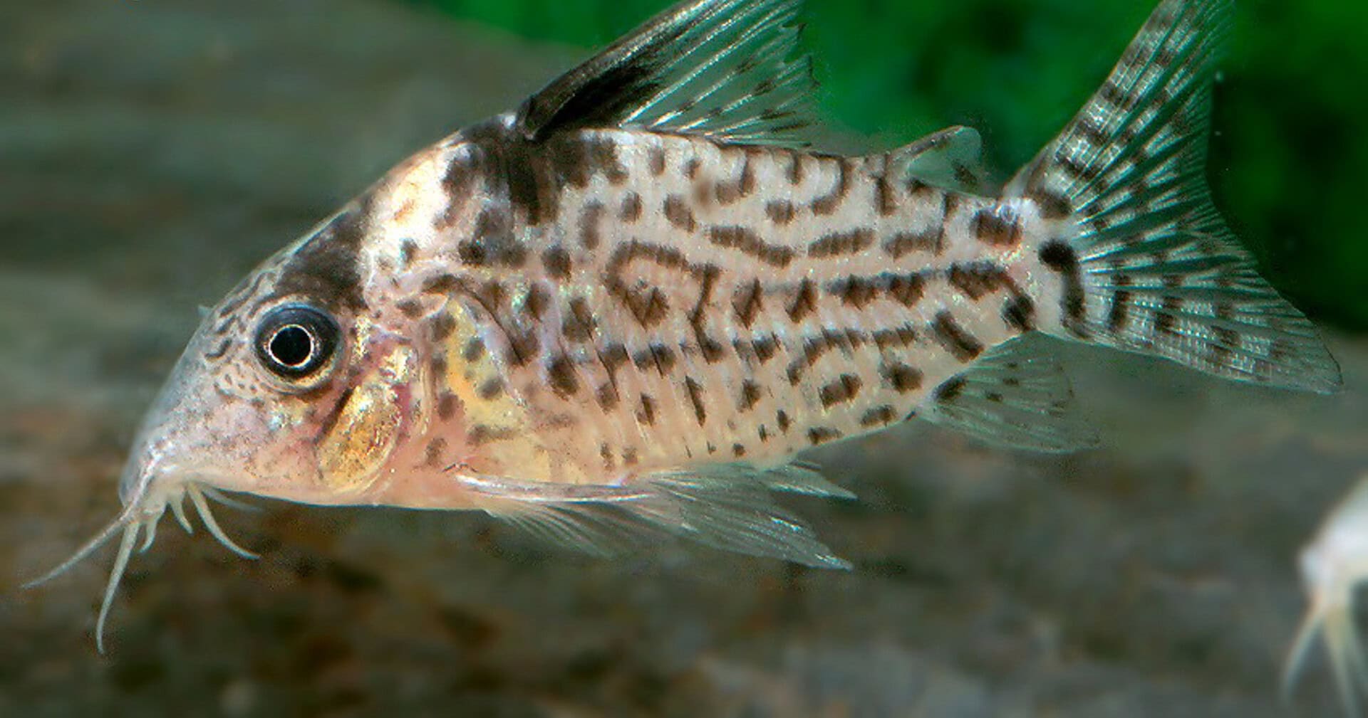 Corydoras ambiacus