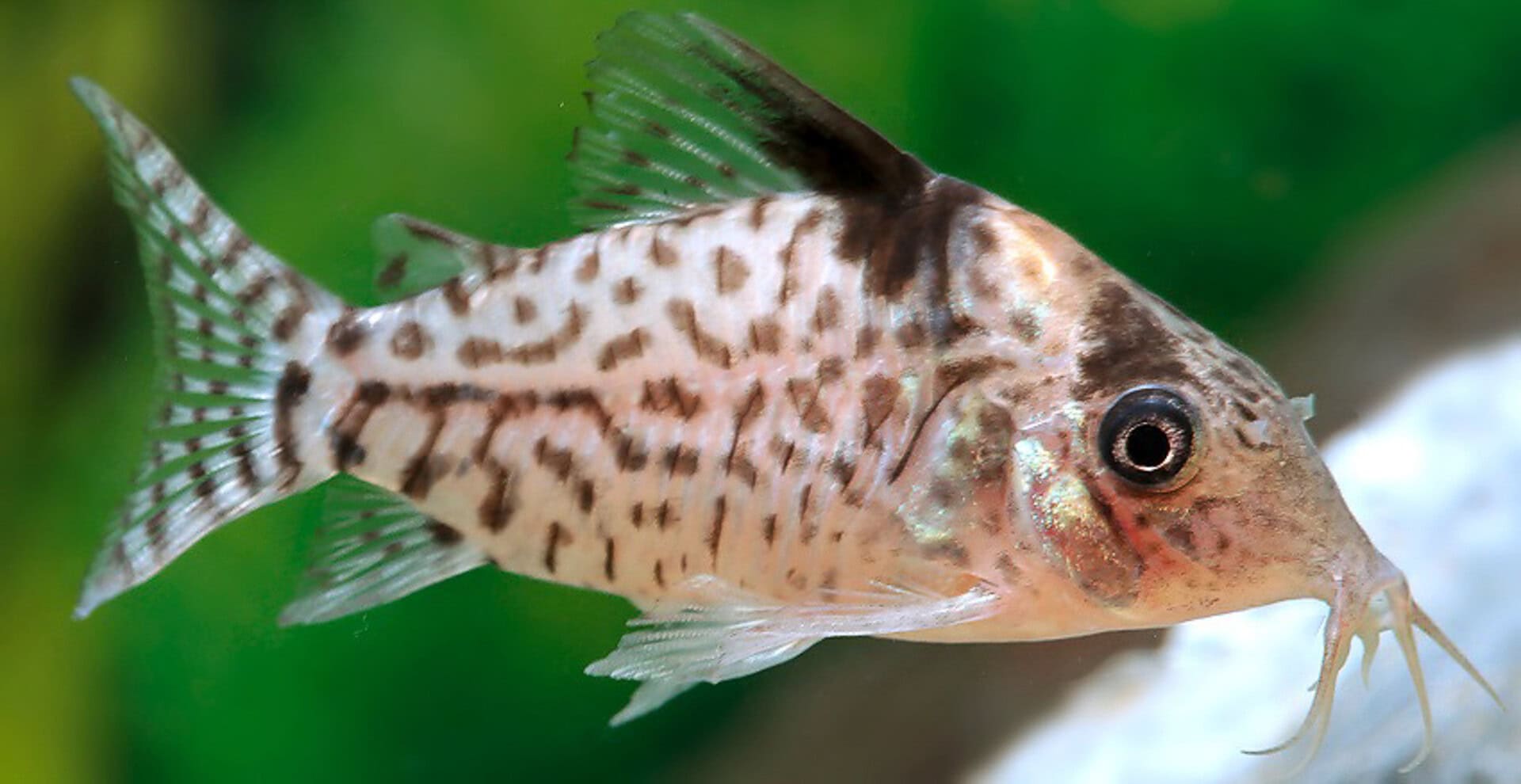 Corydoras ambiacus