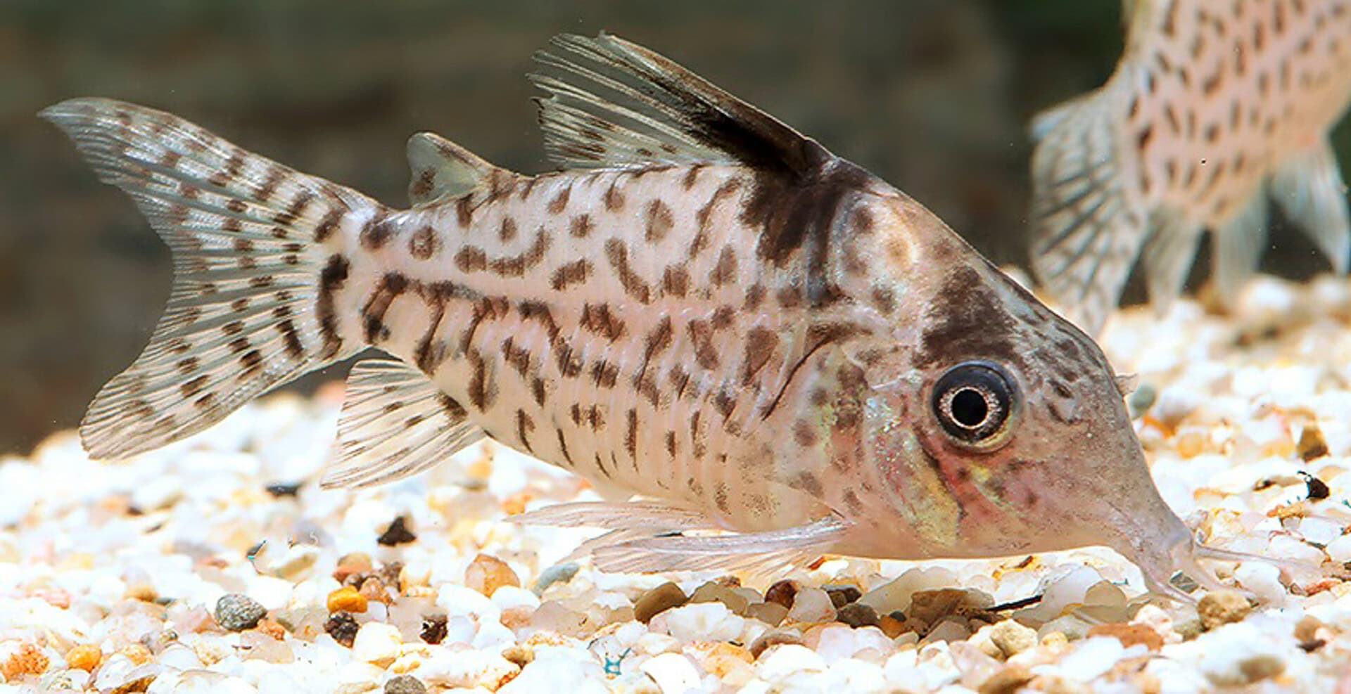 Corydoras ambiacus