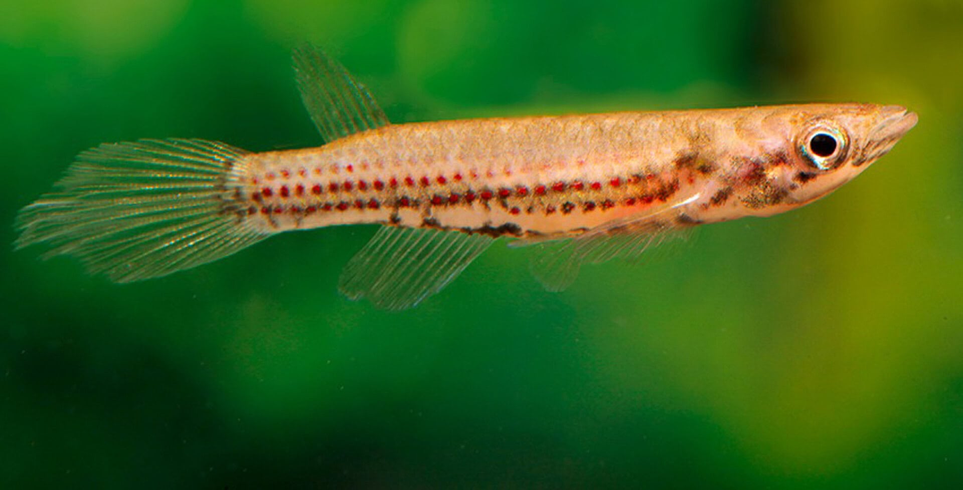 Epiplatys chevalieri