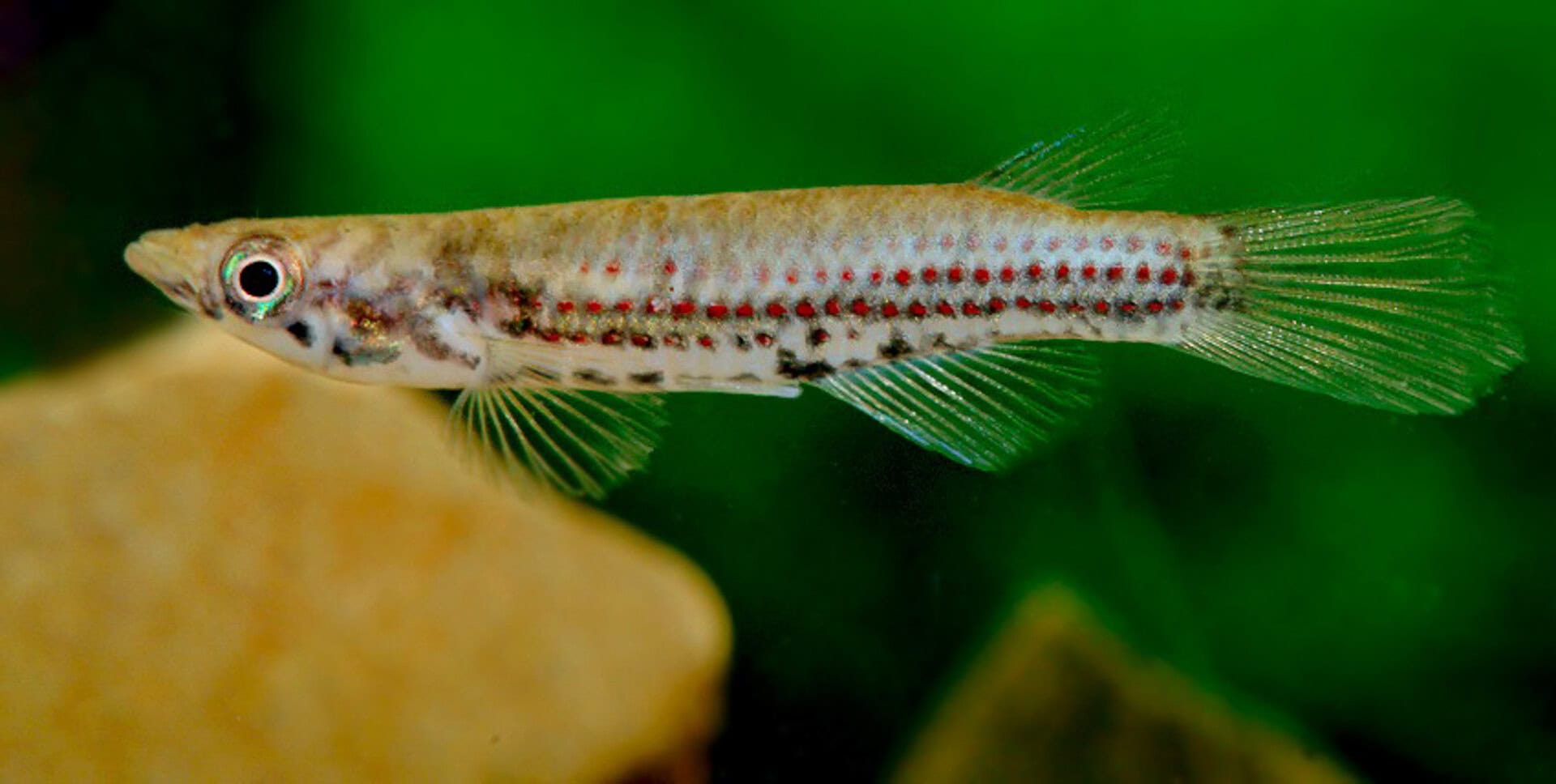 Epiplatys chevalieri