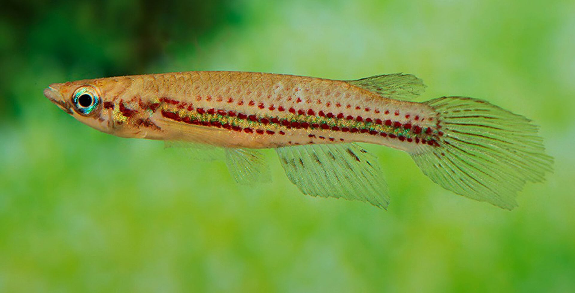 Epiplatys chevalieri