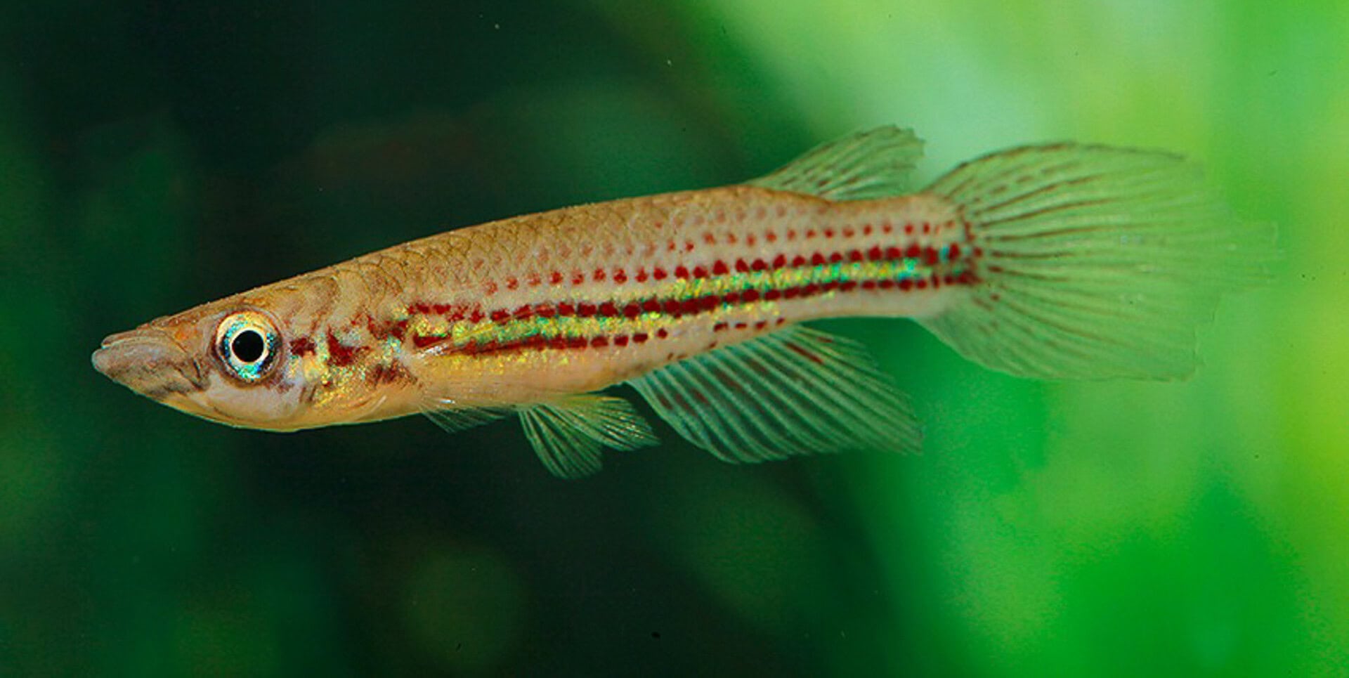 Epiplatys chevalieri