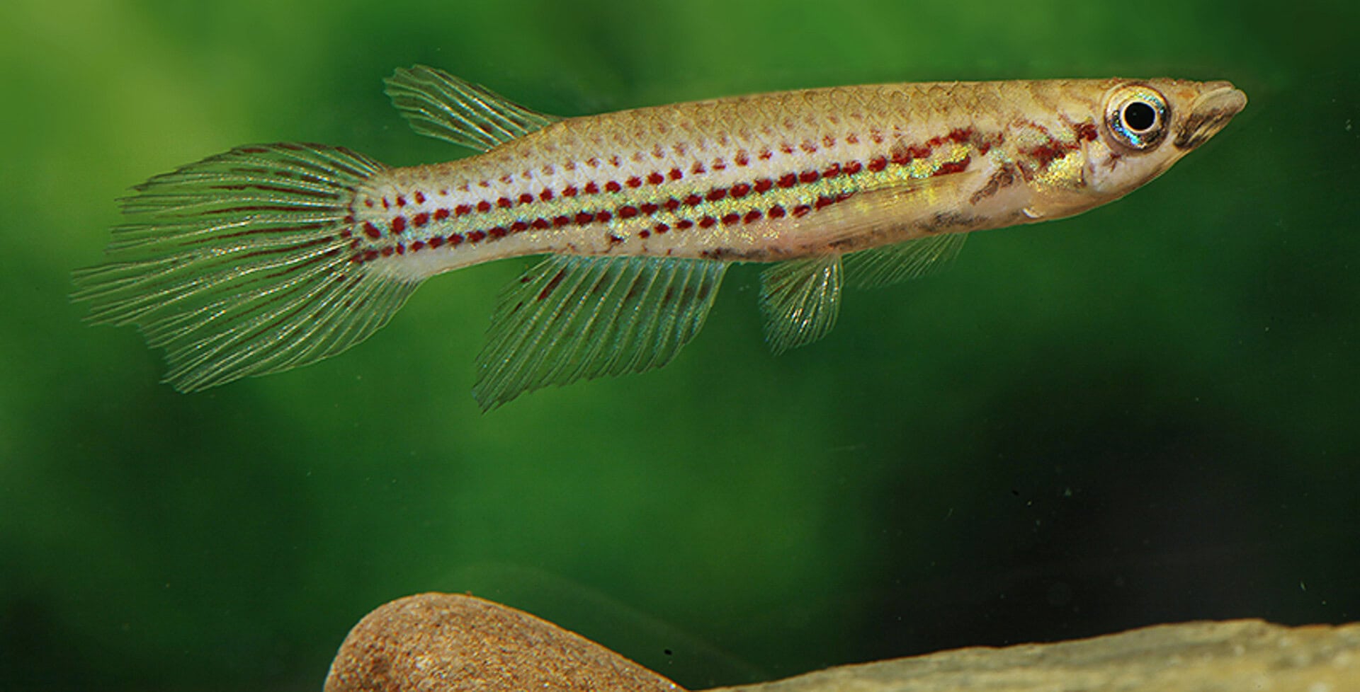 Epiplatys chevalieri