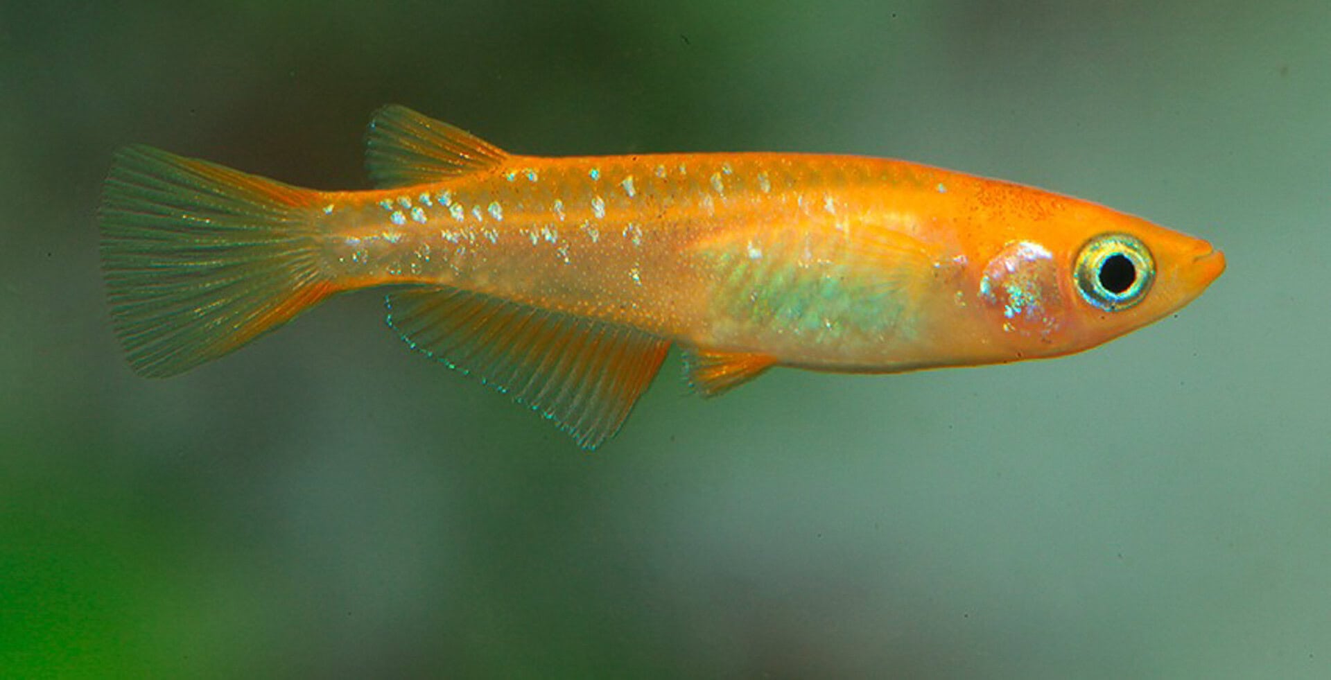 Oryzias latipes „Sparkled Orange“