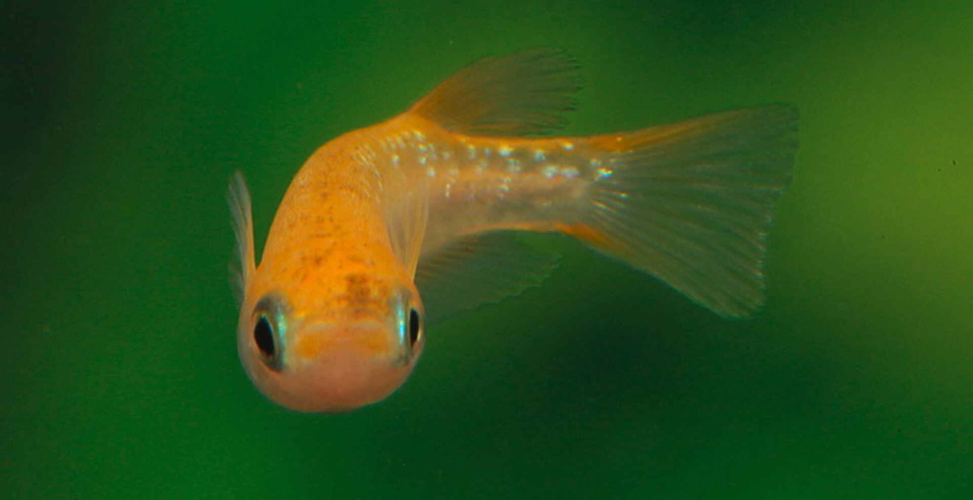 Oryzias latipes „Sparkled Orange“