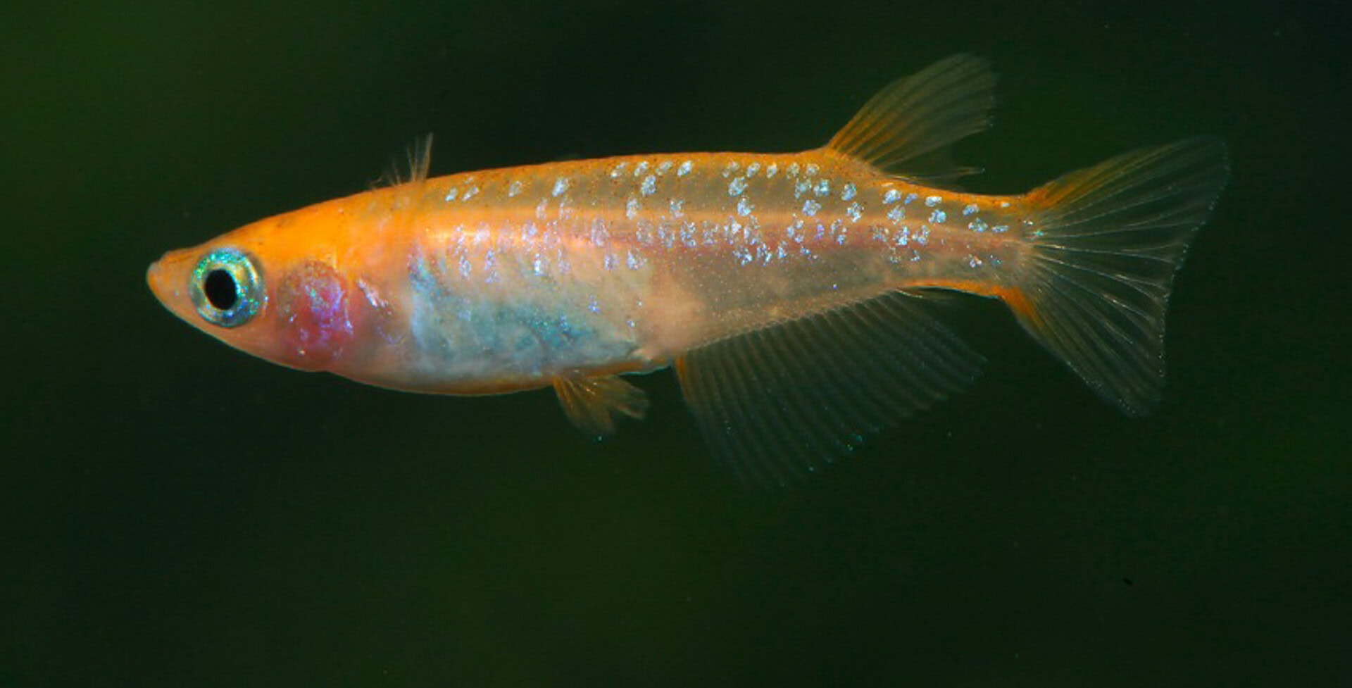 Oryzias latipes „Sparkled Orange“