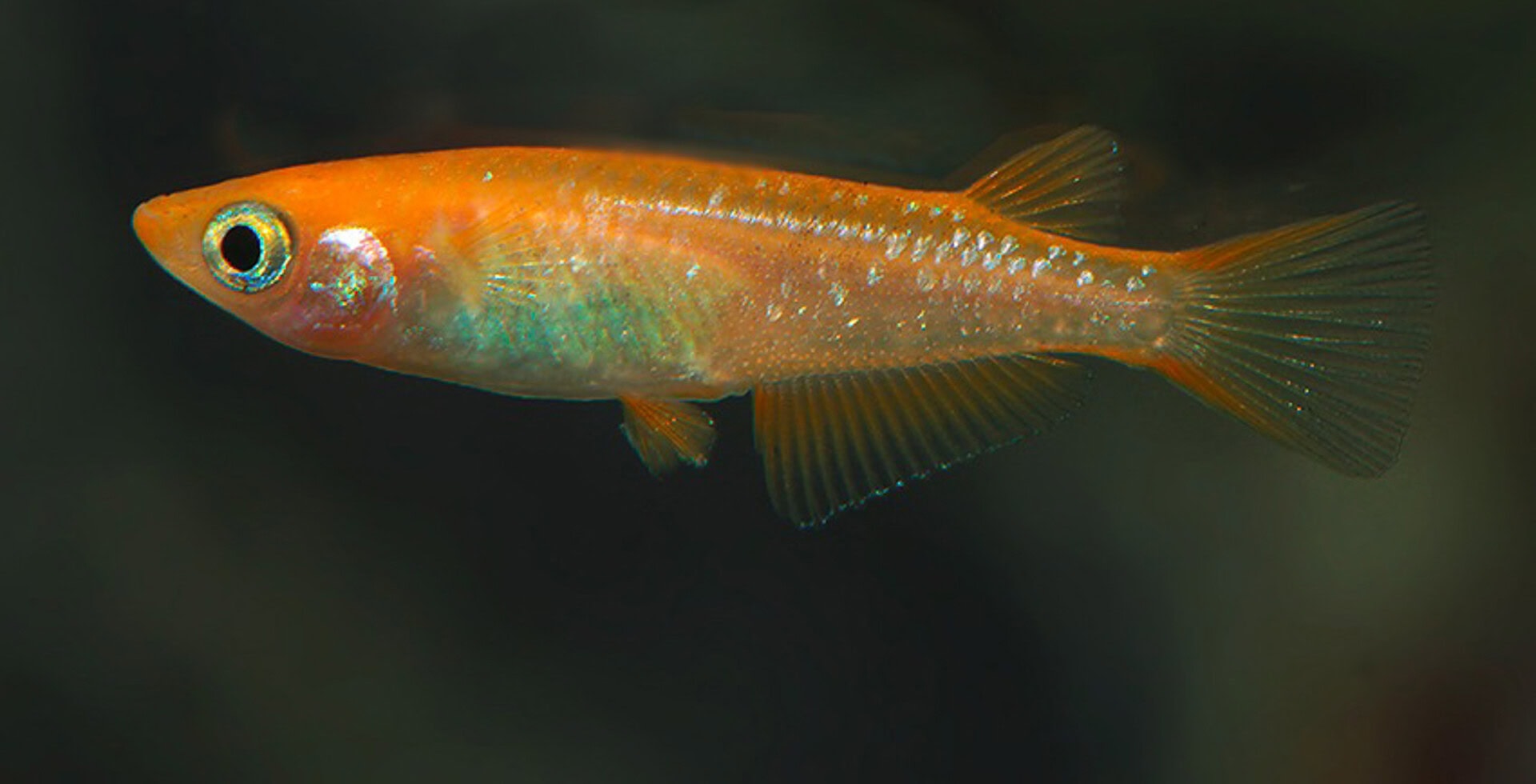 Oryzias latipes „Sparkled Orange“