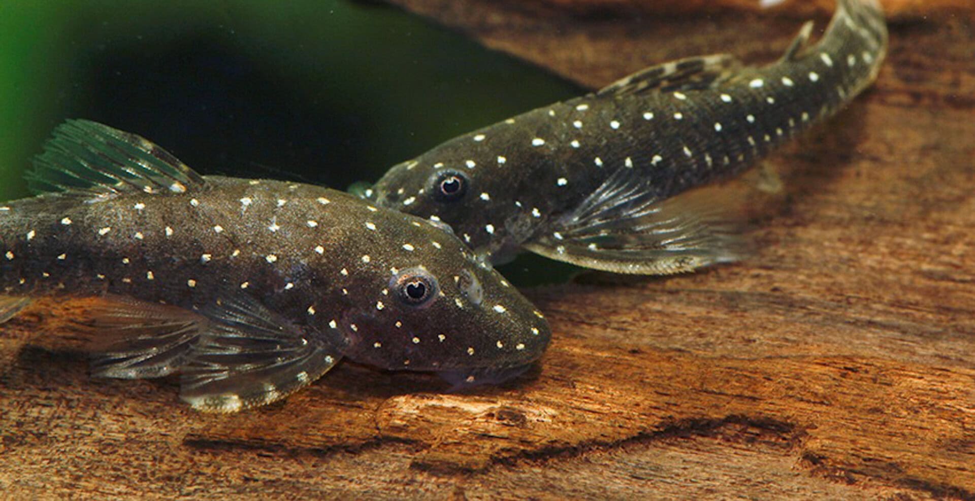 Parotocinclus haroldoi