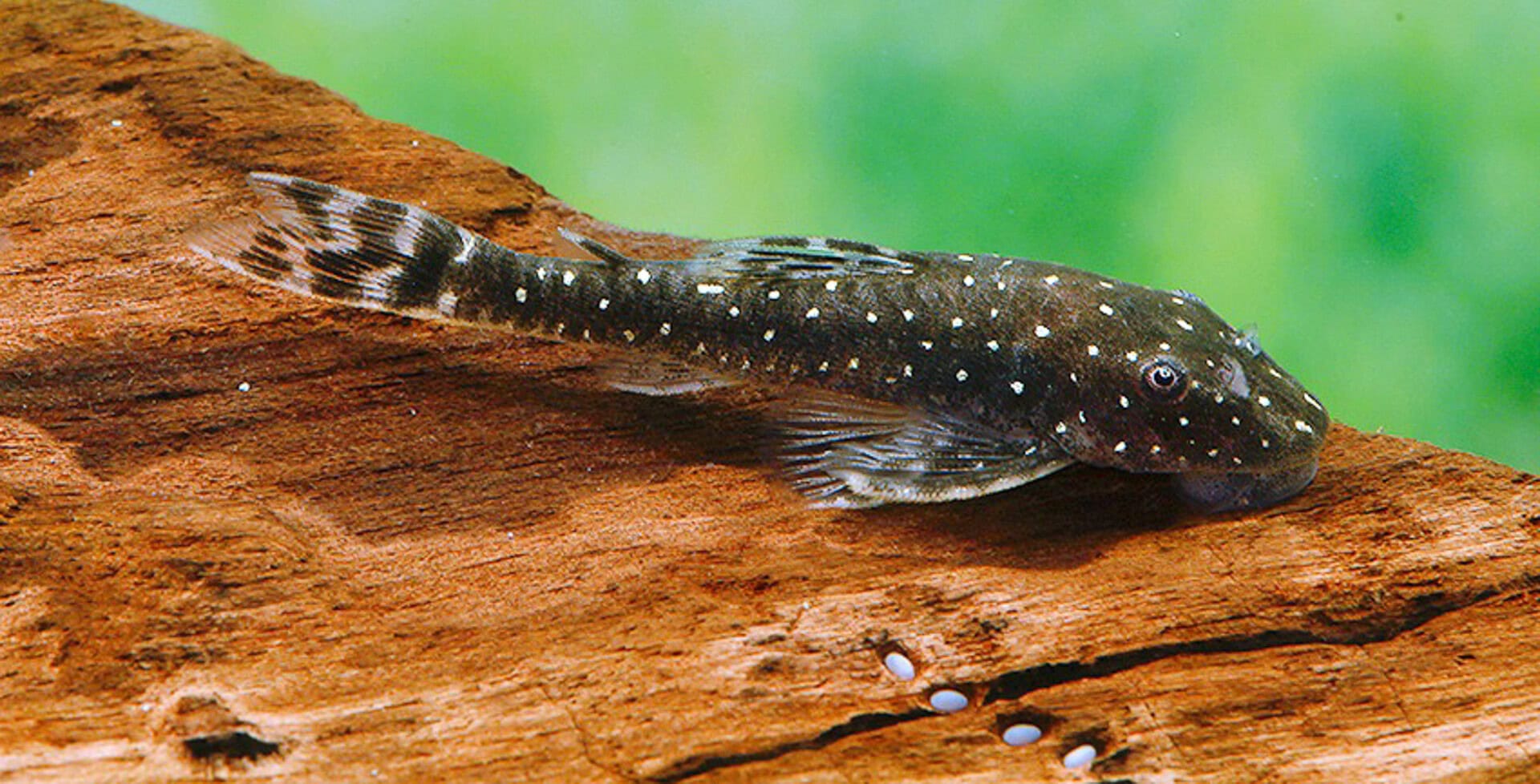 Parotocinclus haroldoi