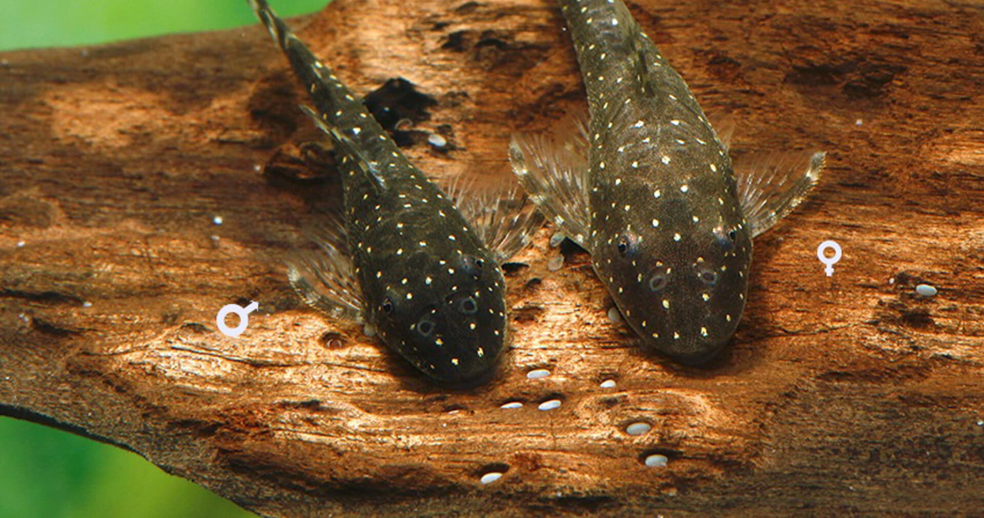 Parotocinclus haroldoi