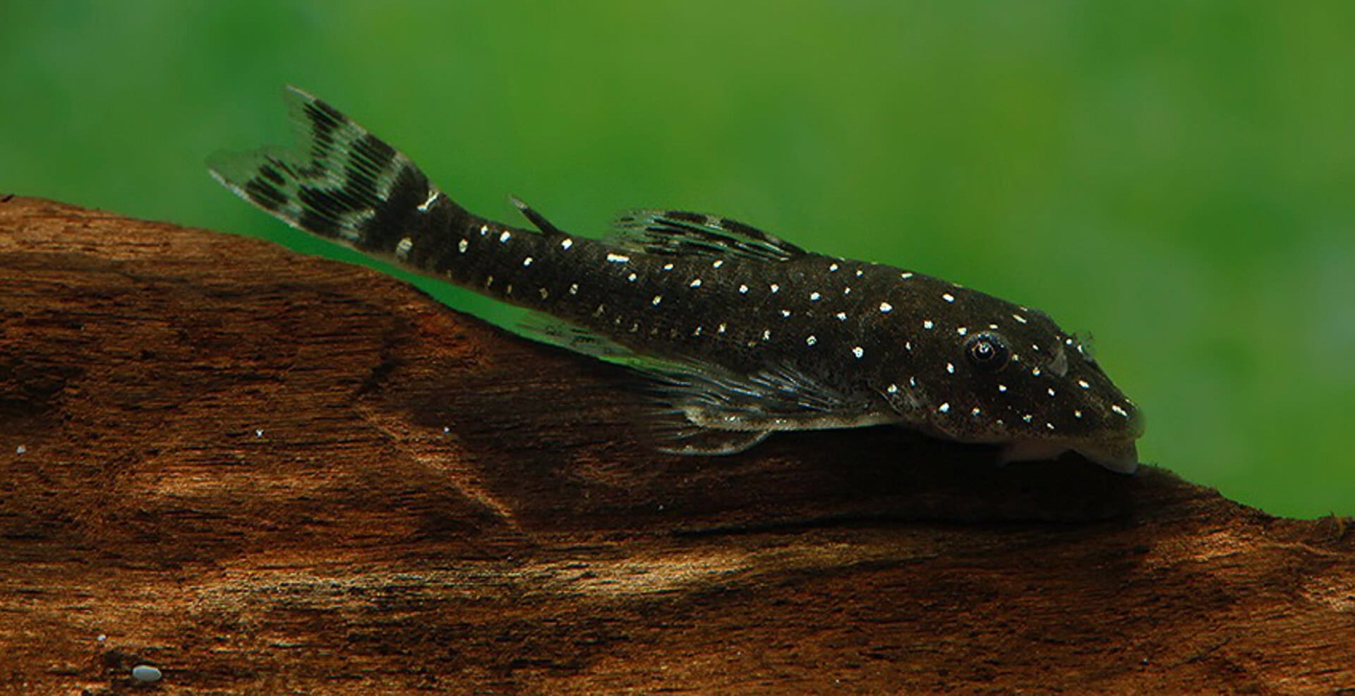 Parotocinclus haroldoi