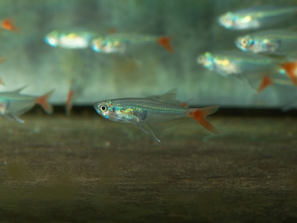 Prionobrama filigera - Glasrotflosser, NZ