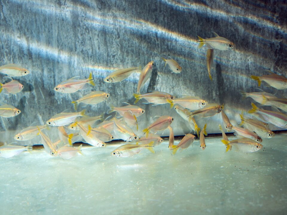 Alestopetersius caudalis - Gelber Kongosalmler, NZ