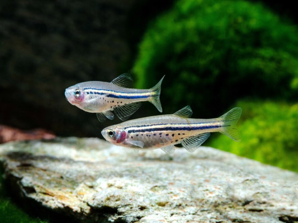 Danio nigrofasciatus - Tüpfelbärbling, WF-MMR