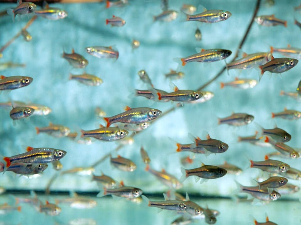 Rasbora borapetensis - Brillant-Rotschwanzbärbling, WF