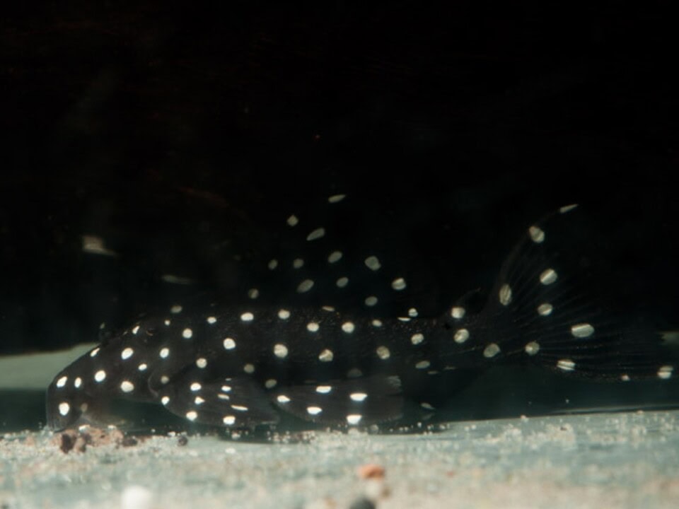 Leporacanthicus sp. "Brillant-Spot" - L 240 Brillant-Rüsselzahnwels, WF