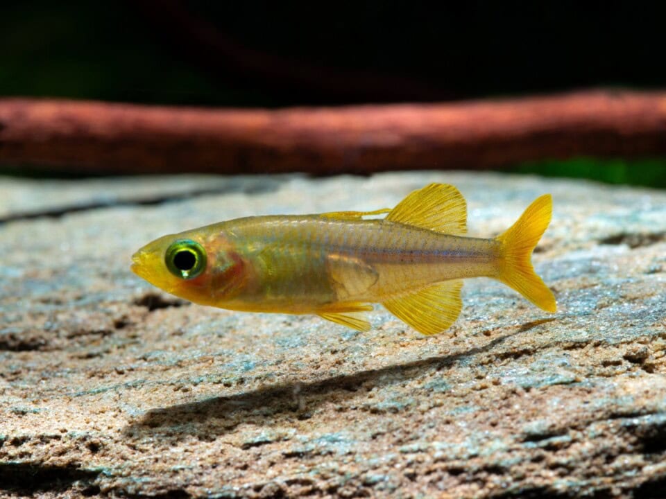 Telmatherina cf. bonti "Laroeha" - Gelber Ährenfisch, DNZ-RARITÄT