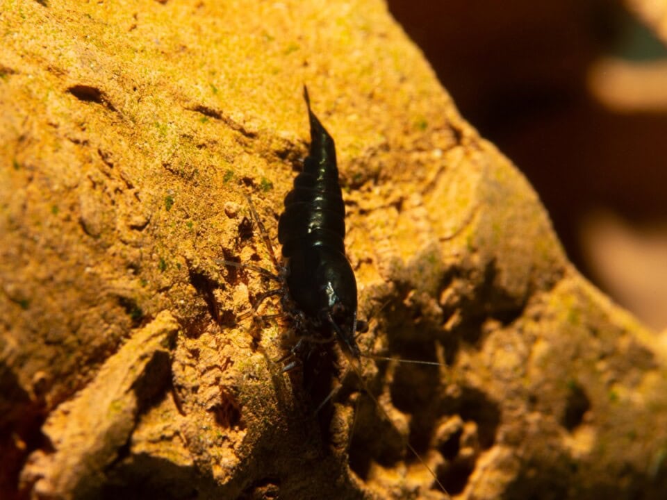 Neocaridina davidi "Schwarz" - Schwarze Zwerggarnele, NZ