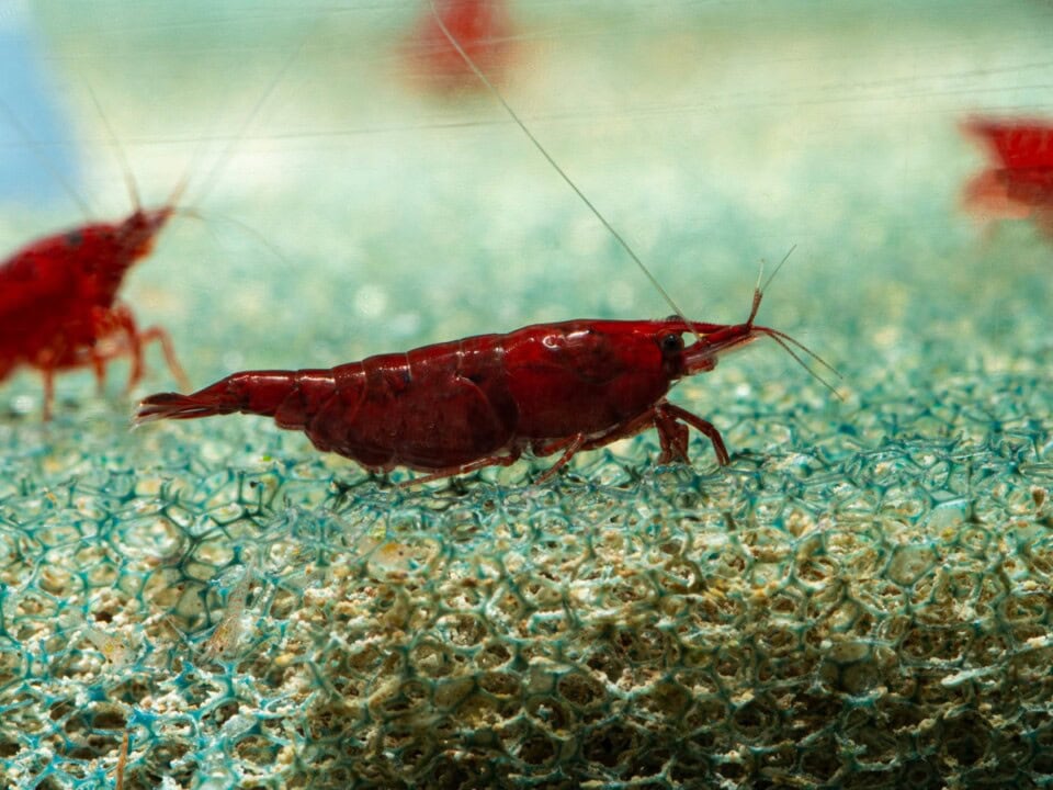 Neocaridina davidi "Rote Sakura" - Rote Sakura-Zwerggarnele, NZ