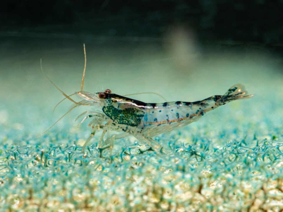 Neocaridina davidi "Carbon Rili" - Carbon-Rili-Zwerggarnele, NZ