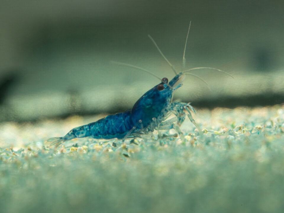 Neocaridina davidi "Blue Velvet" - Blue-Velvet-Zwerggarnele, NZ