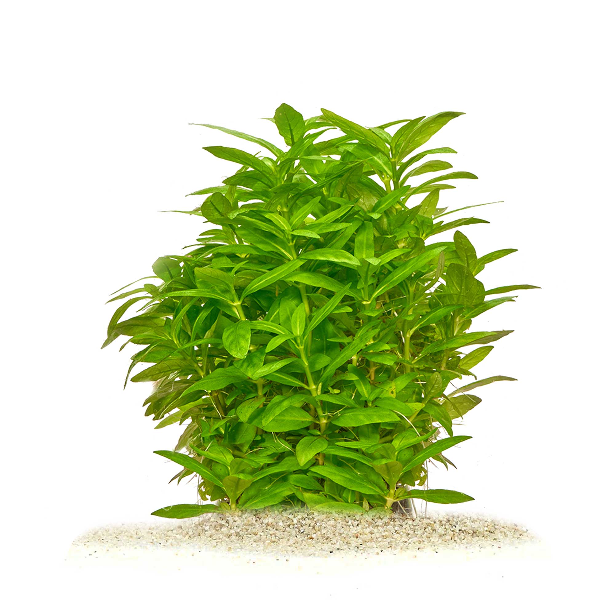 Staurogyne repens - Kriechende Staurogyne - my-fish - Aus Freude an der ...