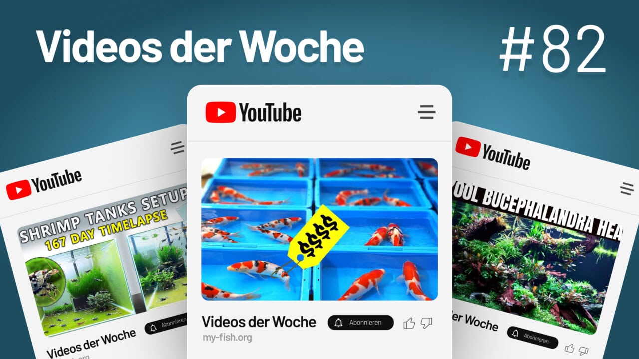 Videos der Woche 82