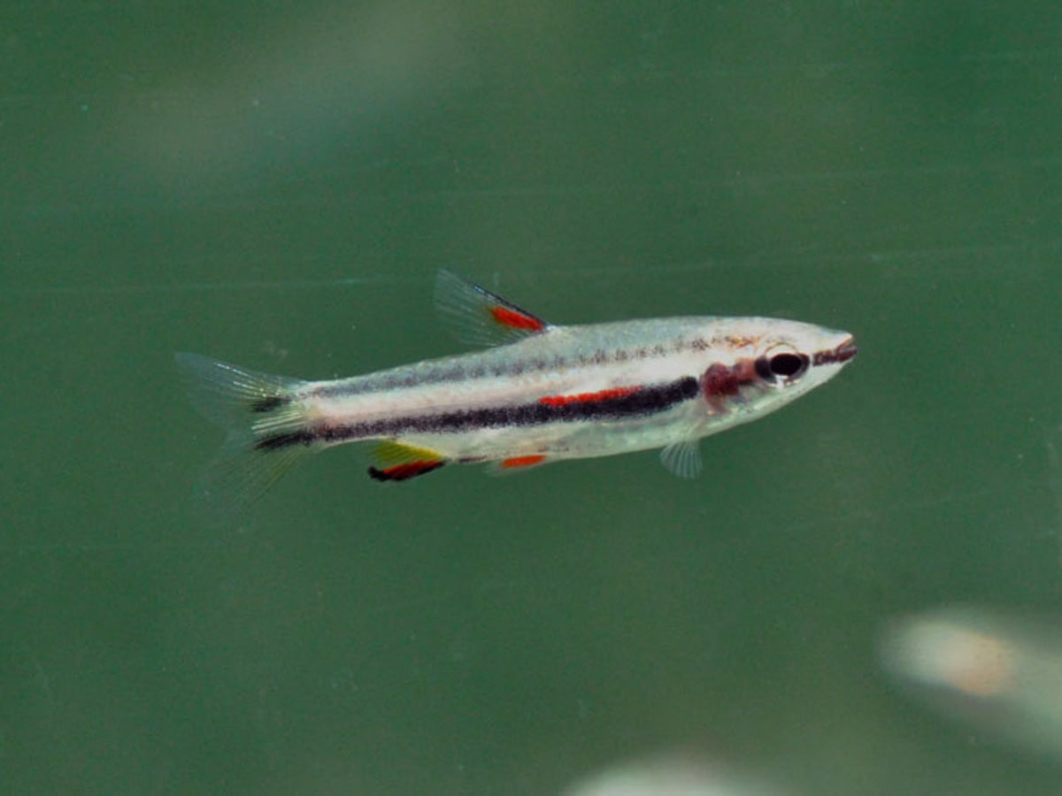 Nannostomus marginatus - Kleiner Ziersalmler, WF-BRA