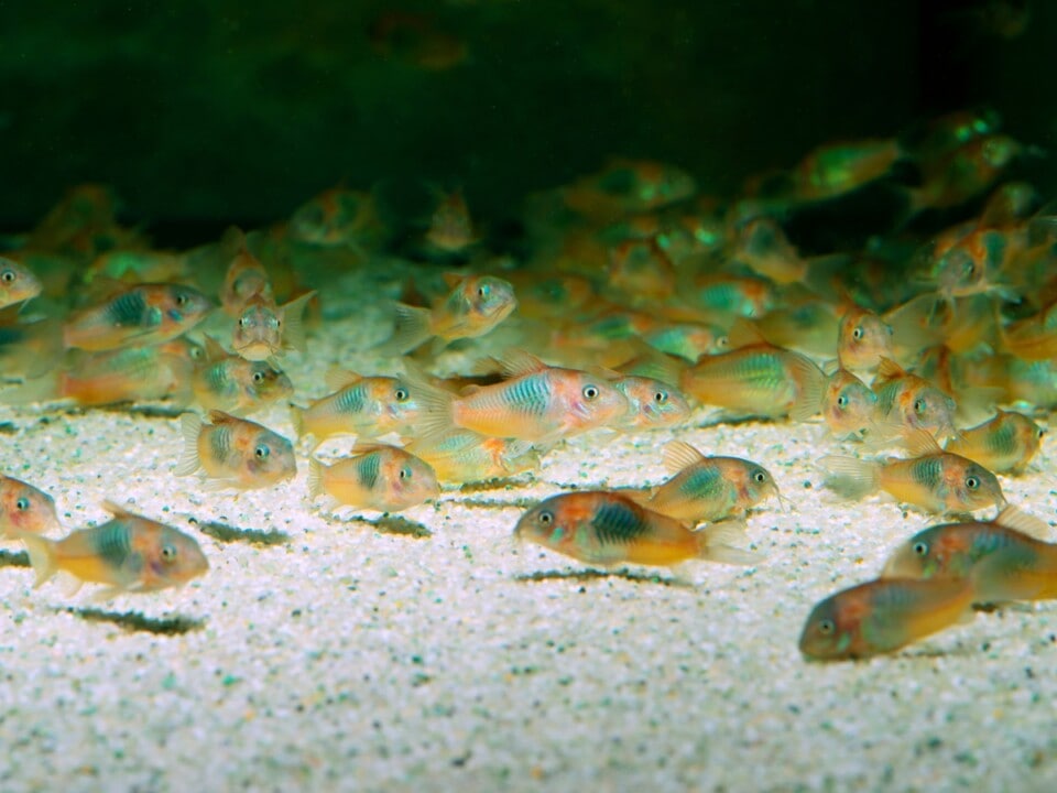 Corydoras venezuelanus - Rostroter Venezuelapanzerwels, NZ