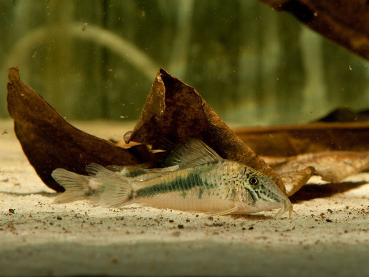 Corydoras fowleri - Fowlers Prachtpanzerwels, WF