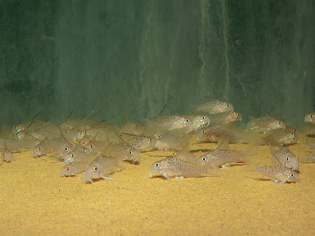 Corydoras loretoensis - Loreto-Panzerwels, WF-PER